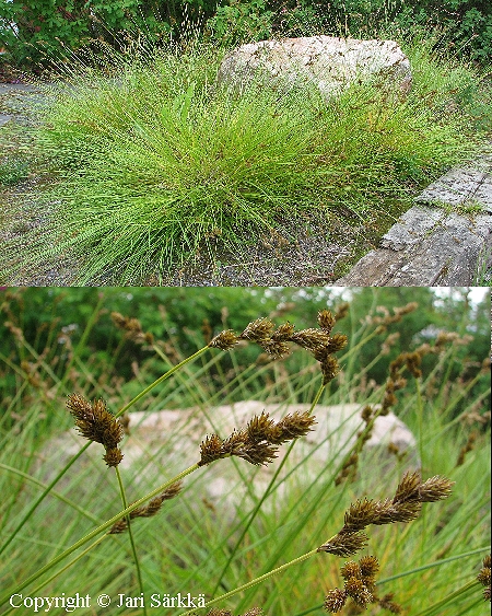 Carex ovalis